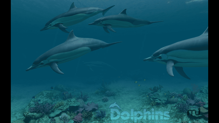 Dolphins 3D preview