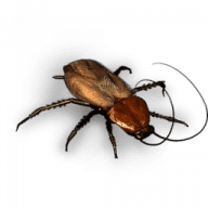 Pandora's Pests icon