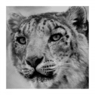 Snow Leopard Compatibility Checker icon