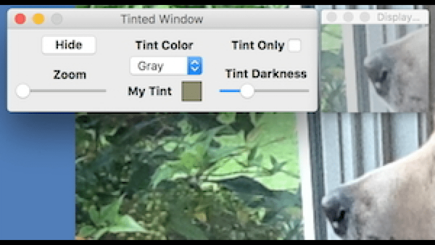 Tinted Window preview